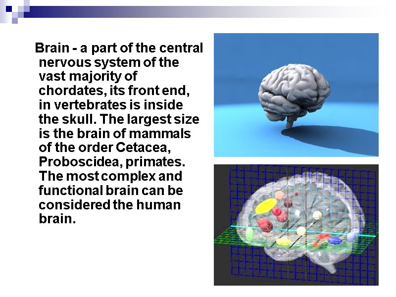 Brain - a part of the central nervous system of the vast majority of